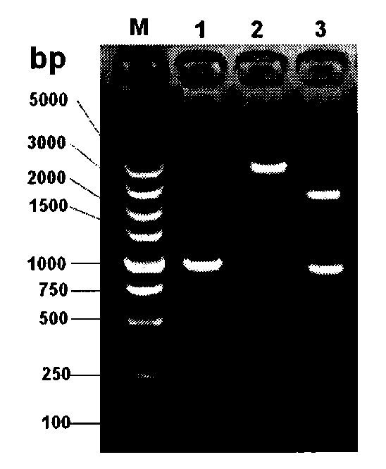 Staphylococcus aureus capsular polysaccharide and protein conjugate and preparation method and application thereof