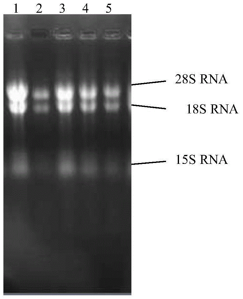 Laccase from Cordyceps sinensis, its coding gene and its application