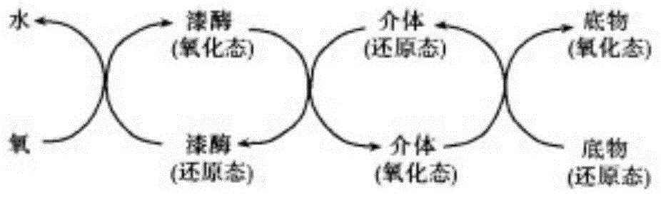 Laccase from Cordyceps sinensis, its coding gene and its application