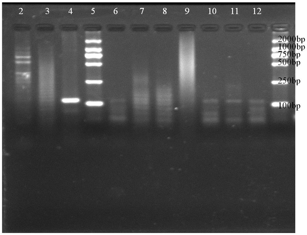 A detection method for determining sow pregnancy by using sow urine