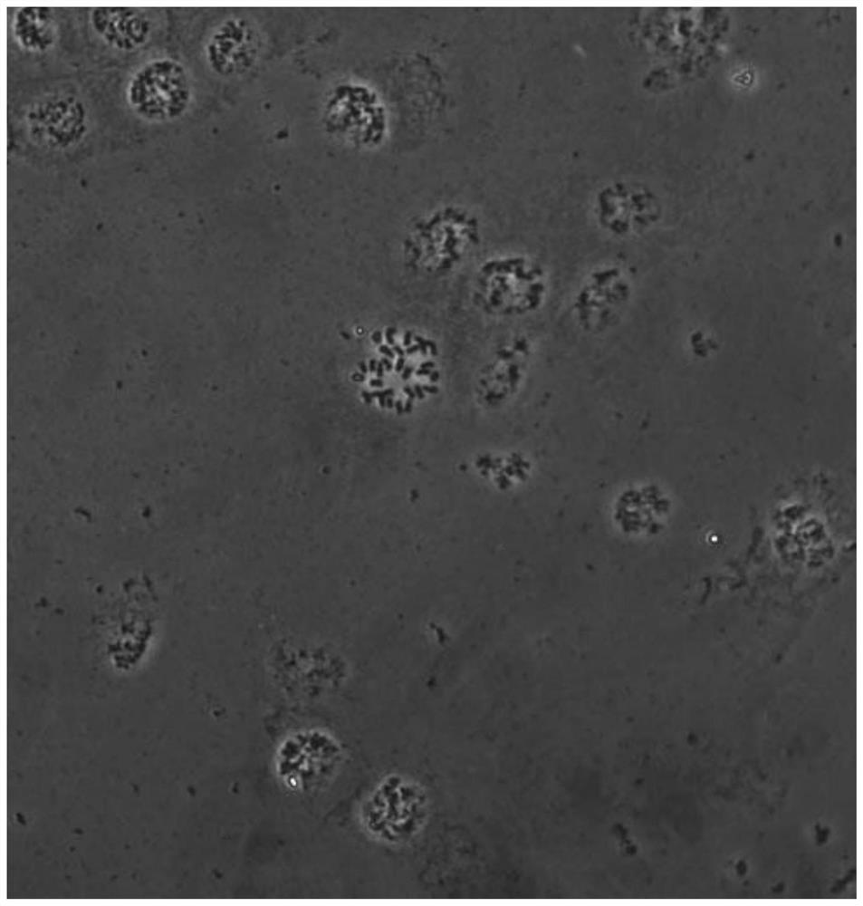 Wild melastoma plant chromosome slide preparation method based on FISH hybridization