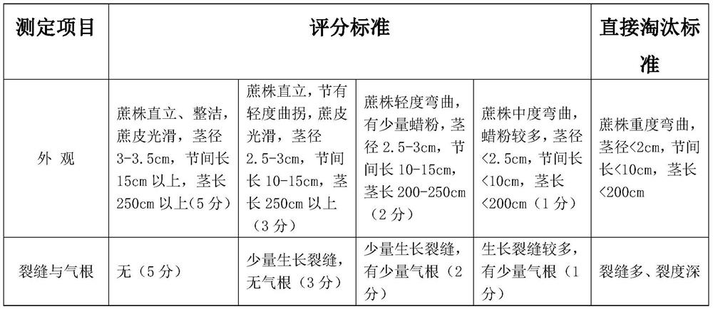 Breeding method of new chewing cane variety