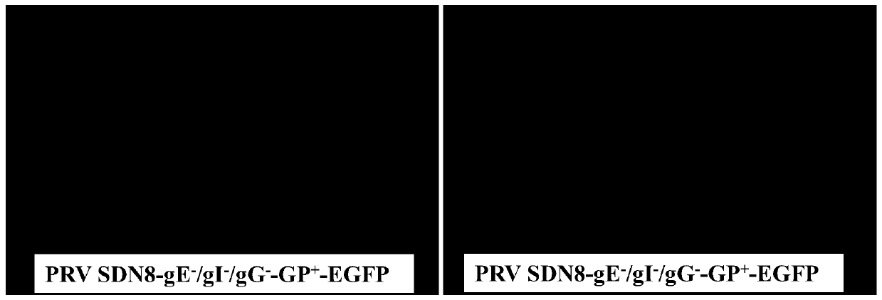 Recombinant porcine pseudorabies virus for expressing GP protein of porcine reproductive and respiratory syndrome virus, and application