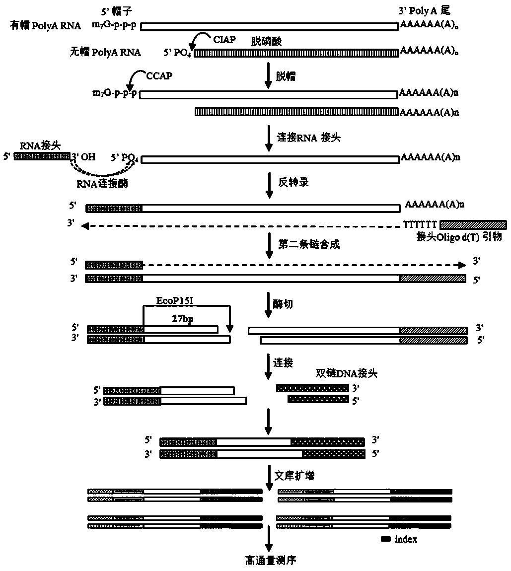Library construction method capable of detecting transcription initiation sites of eukaryotes by using high-throughput sequencing technology