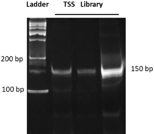 Library construction method capable of detecting transcription initiation sites of eukaryotes by using high-throughput sequencing technology