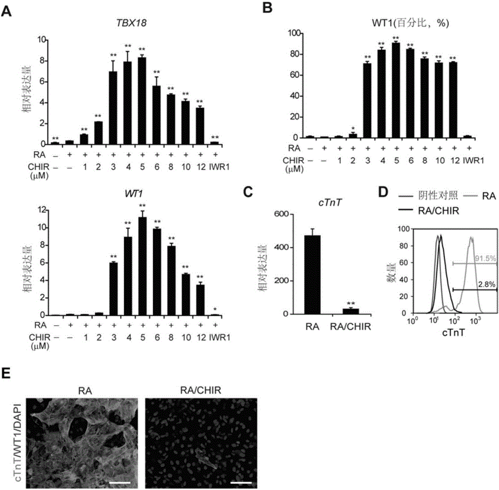 Preparation method of epicardial cells from stem cells