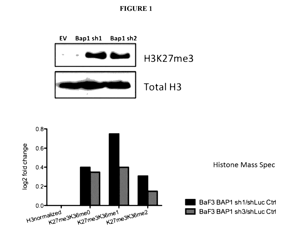 Biomarkers for response to ezh2 inhibitors