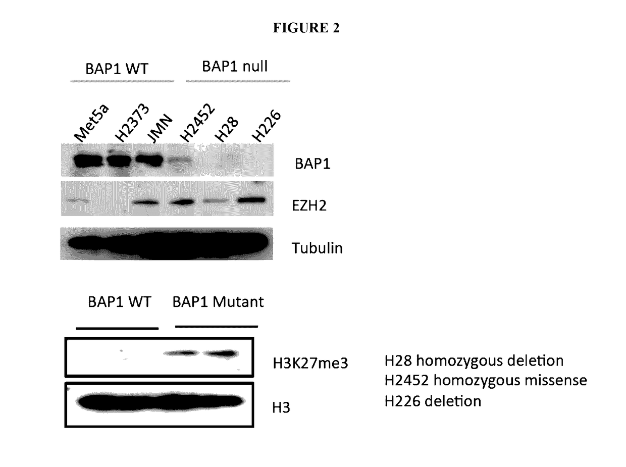 Biomarkers for response to ezh2 inhibitors