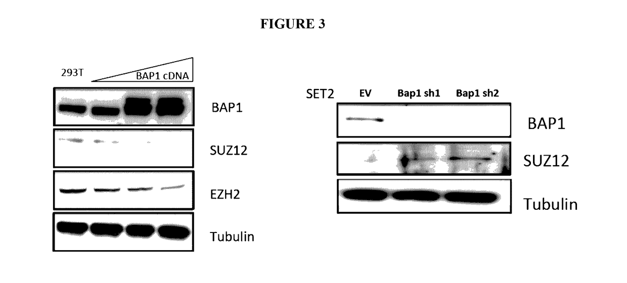 Biomarkers for response to ezh2 inhibitors