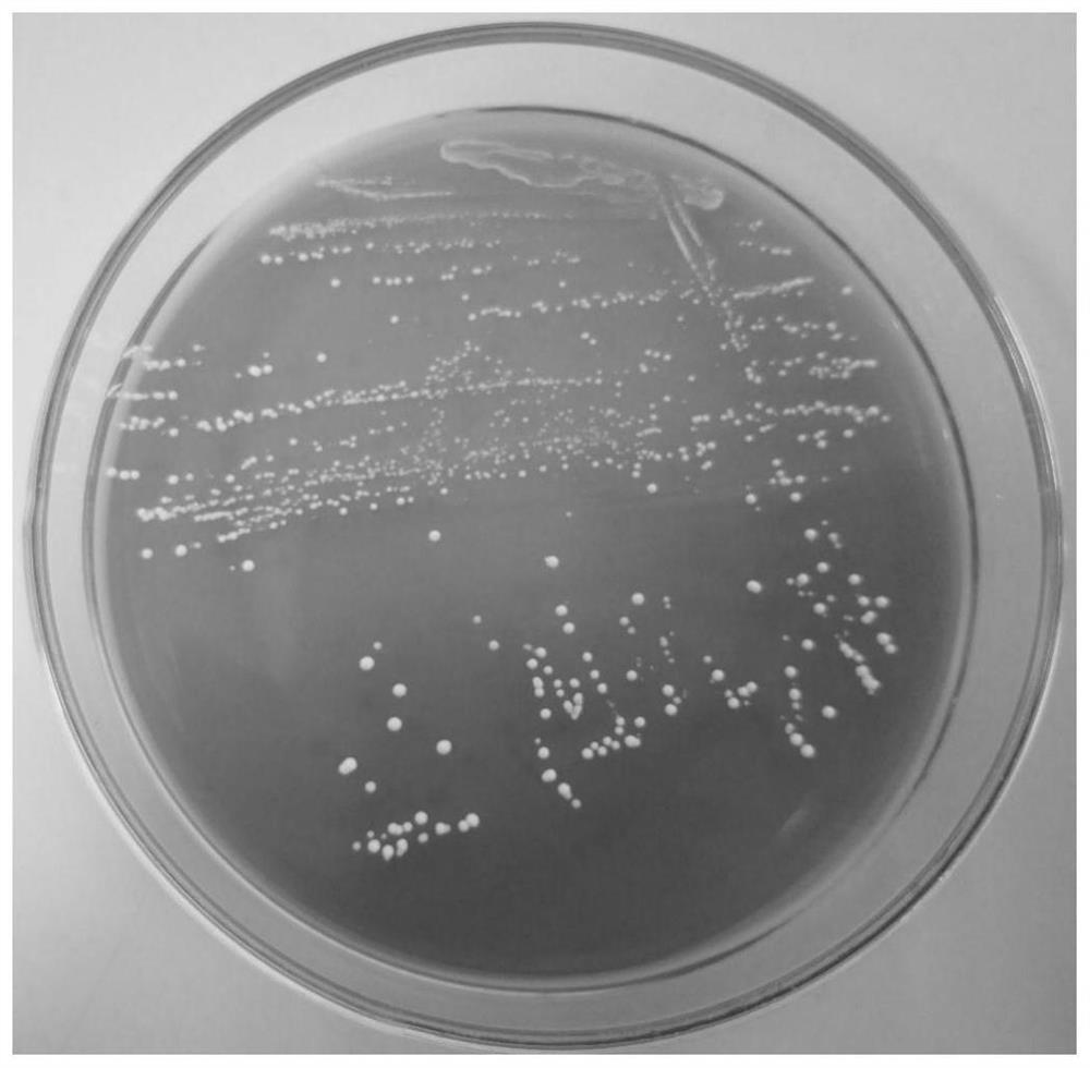 Lactobacillus plantarum PC28152 with broad-spectrum fungal inhibition activity and application of lactobacillus plantarum PC28152