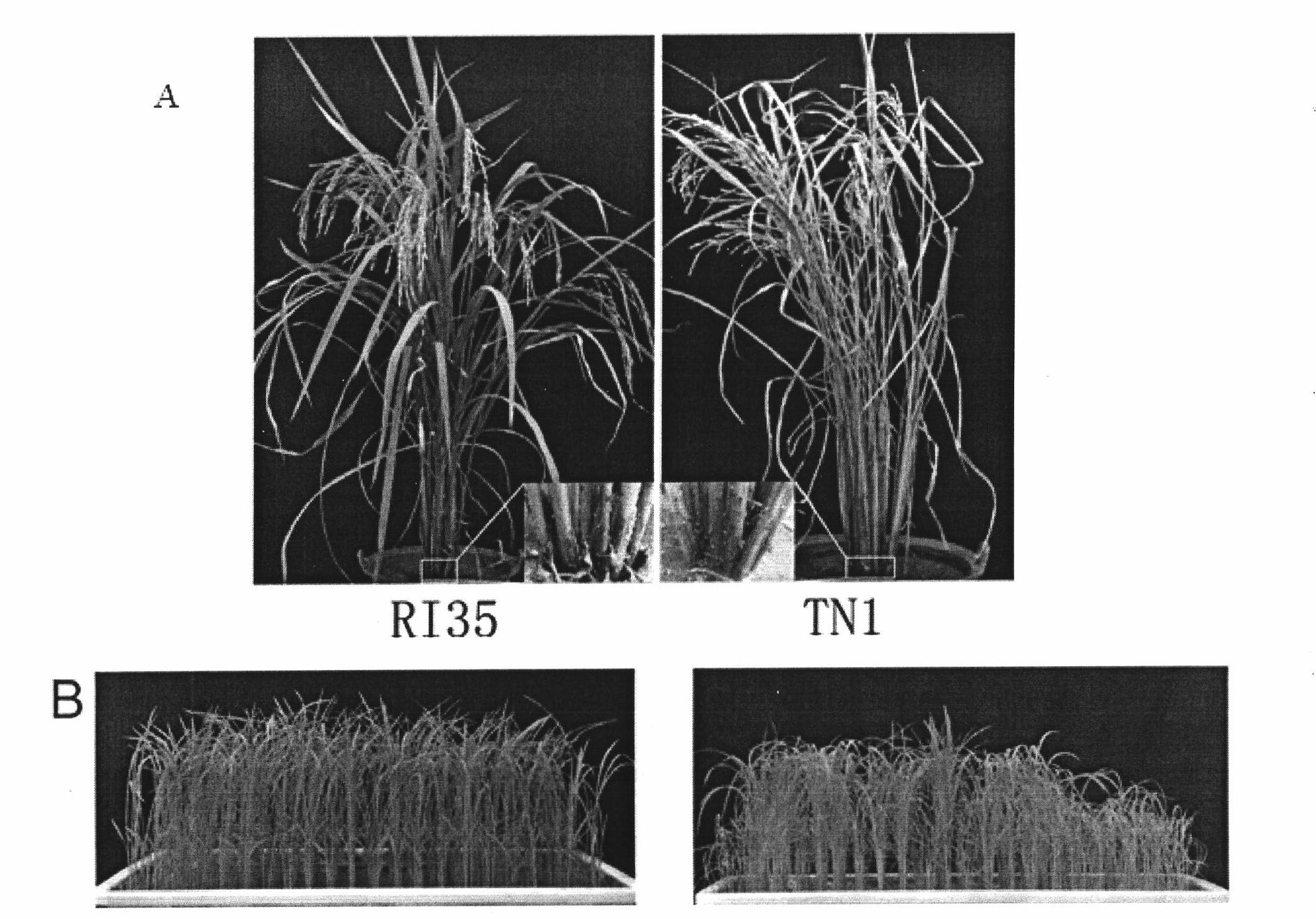 Brown planthopper resistant gene in rice and use thereof