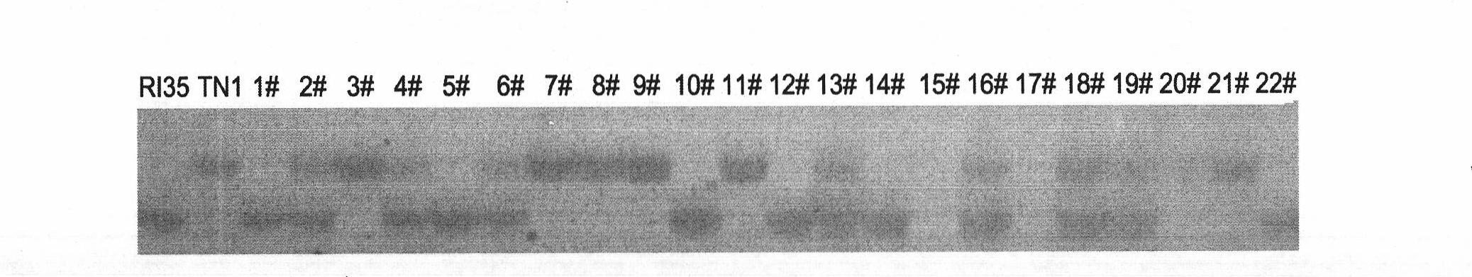 Brown planthopper resistant gene in rice and use thereof