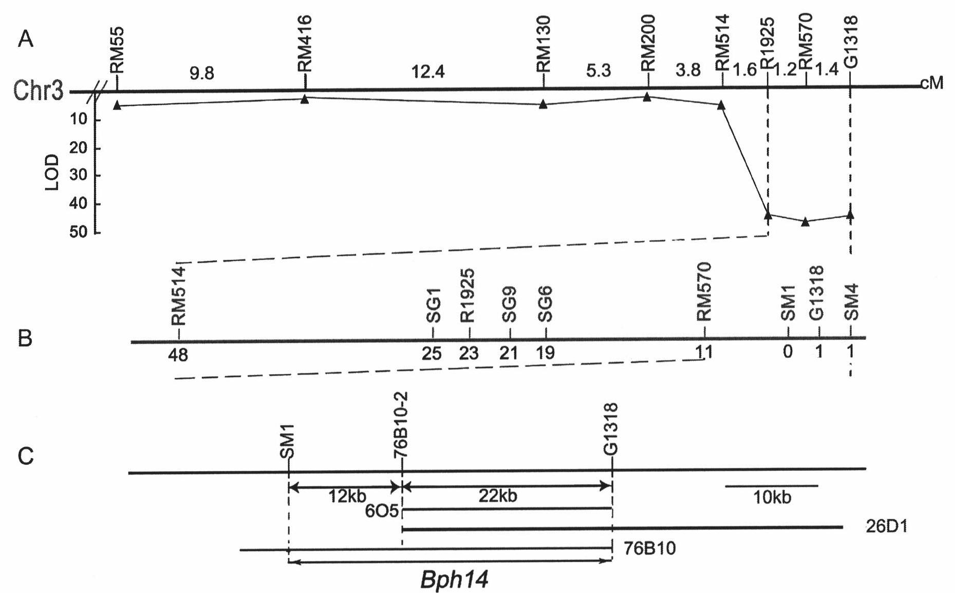 Brown planthopper resistant gene in rice and use thereof