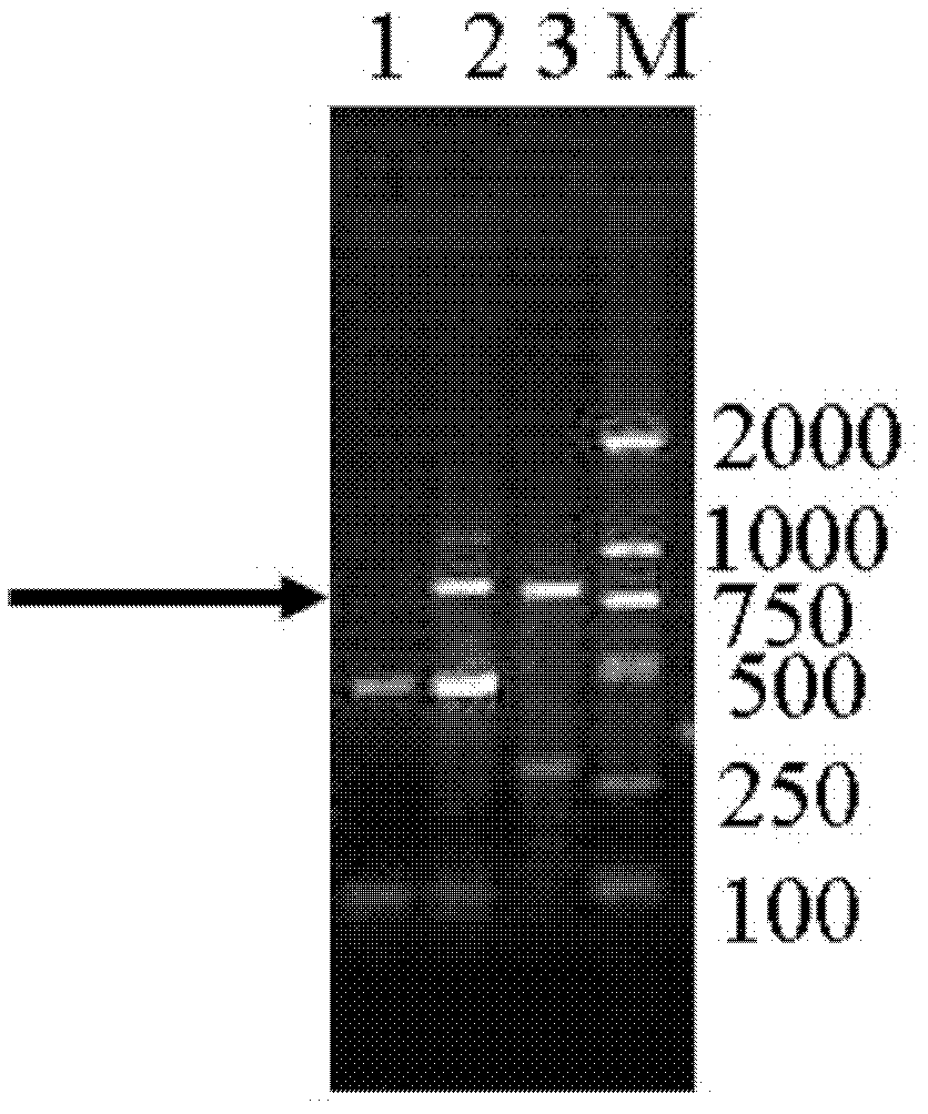TRAP (Telomeric Repeal Amplification Protocol)-SCAR (Sequence Characterized Amplified Region) 424 marker for identifying E genome of agropyron elongatum and application of marker
