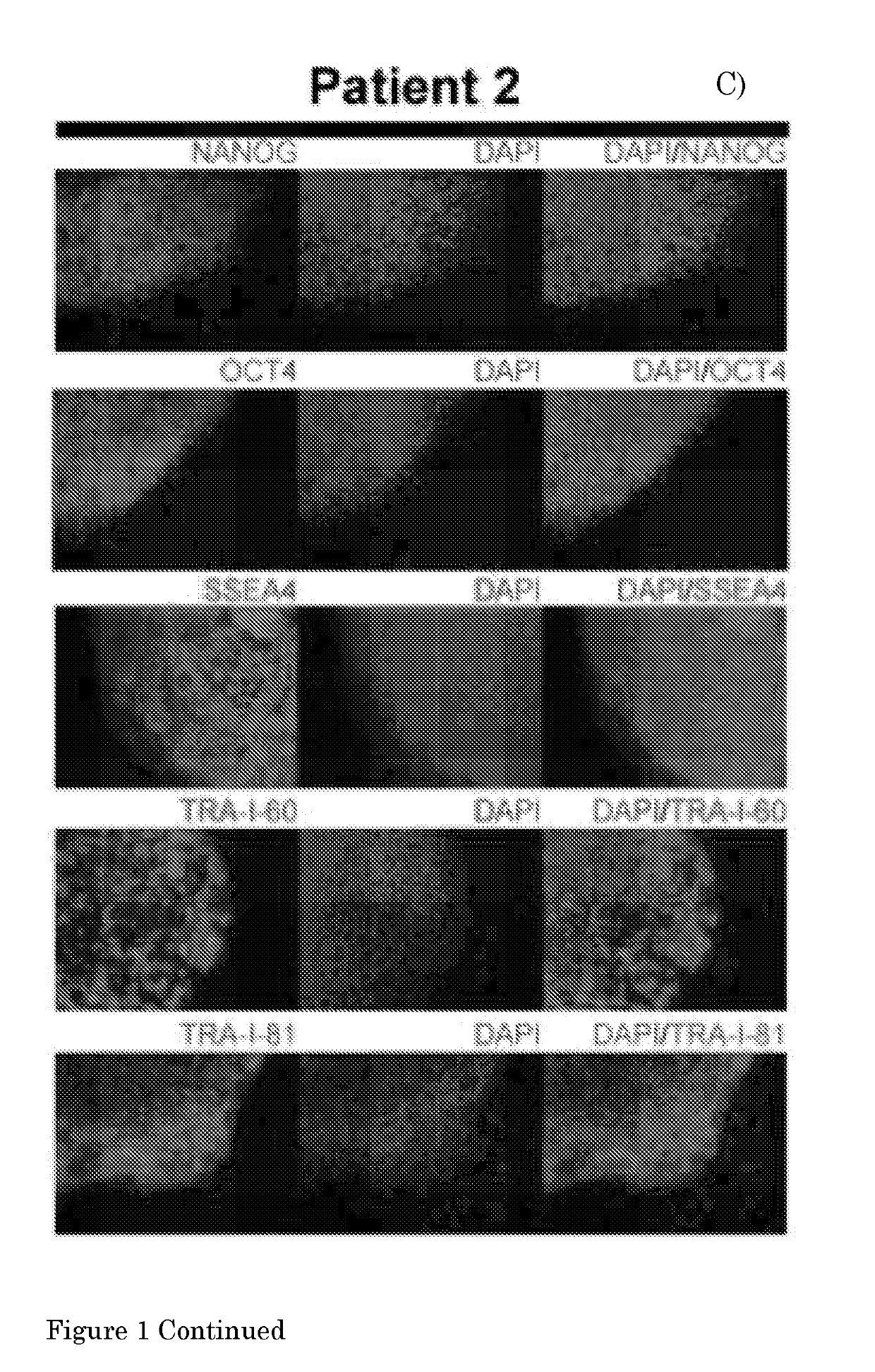 A method for culturing myogenic cells, cultures obtained therefrom, screening methods, and cell culture medium