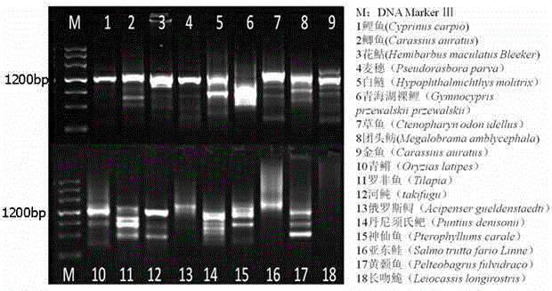 Active transposon of fish Tc1-like and application of active transposon