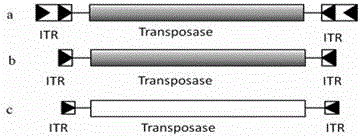 Active transposon of fish Tc1-like and application of active transposon
