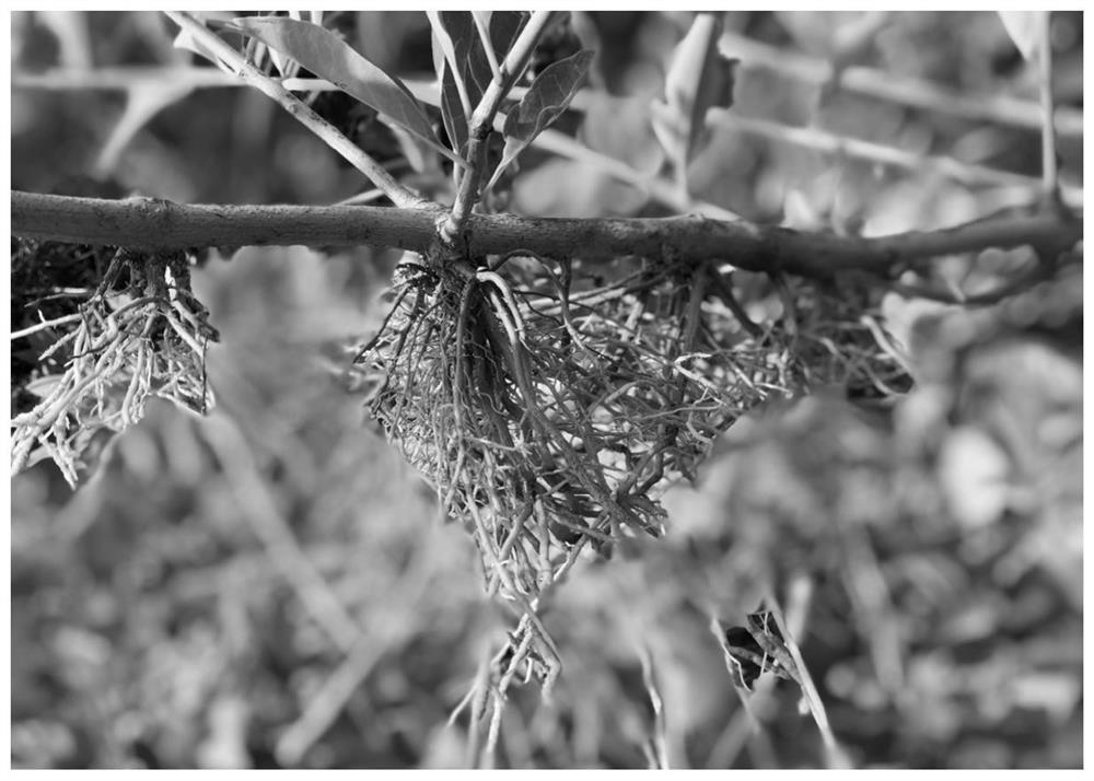 Method for planting verbenaceae clerodendrum inerme in seaside region