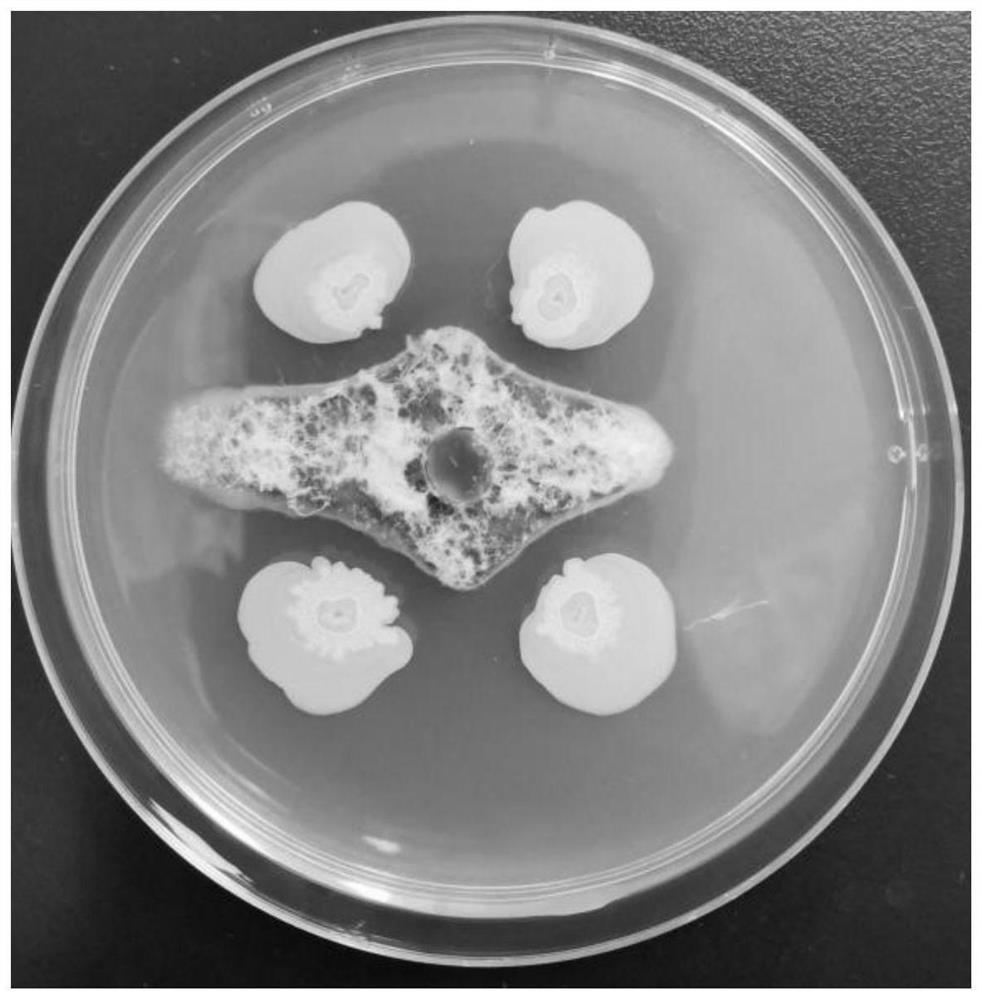 A kind of corn microbial seed coating agent and preparation method thereof