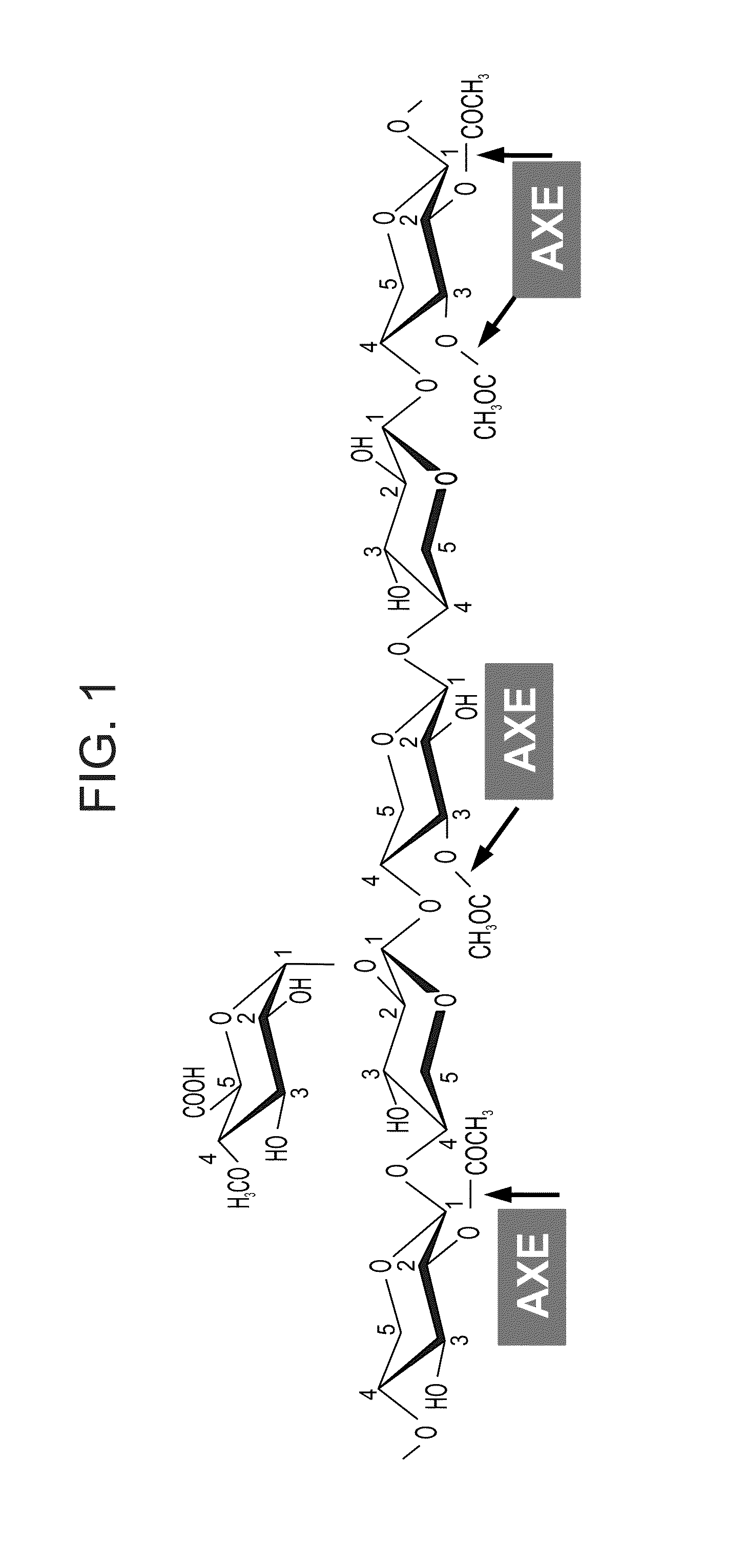 Transgenic plants with improved saccharification yields and methods of generating same