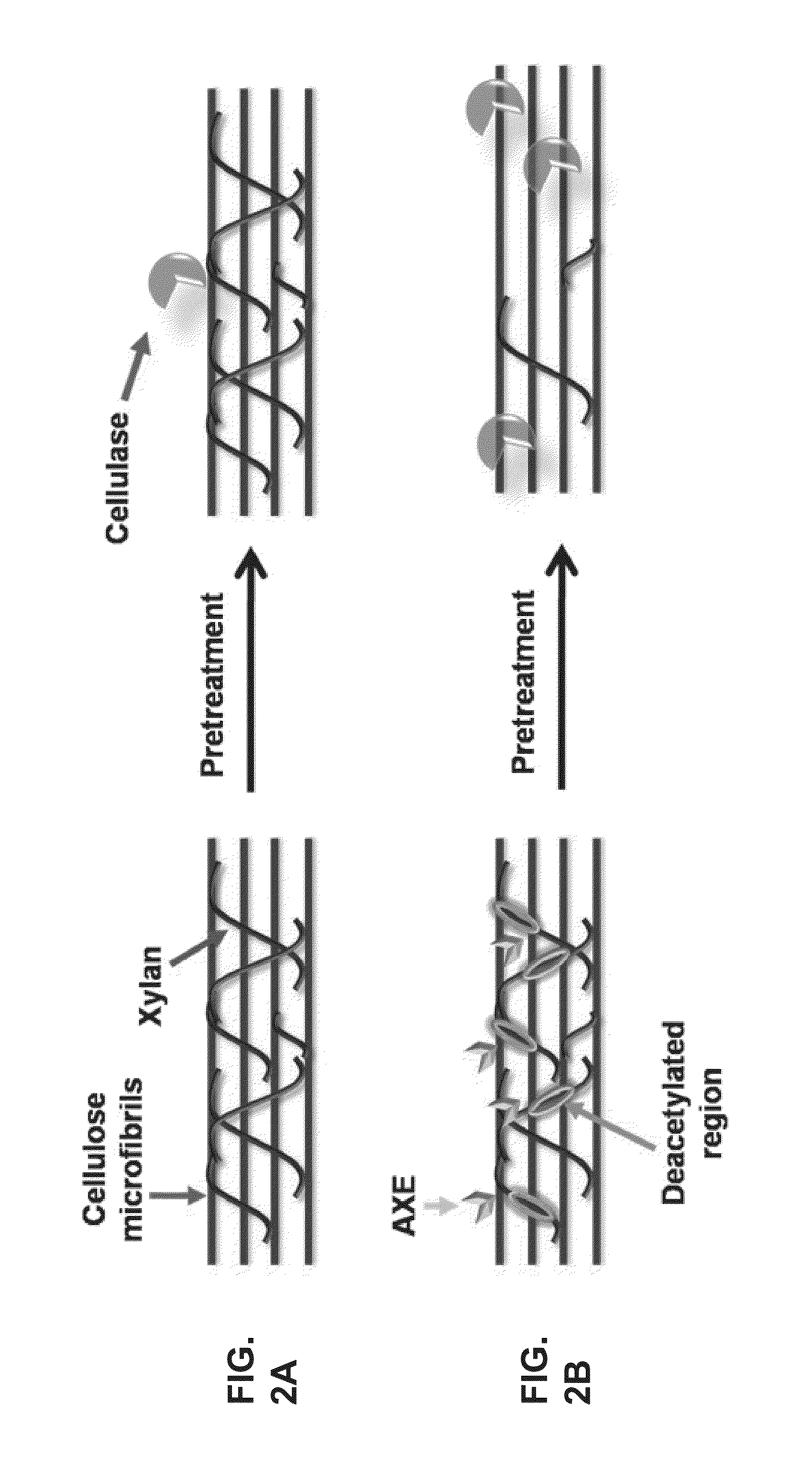 Transgenic plants with improved saccharification yields and methods of generating same