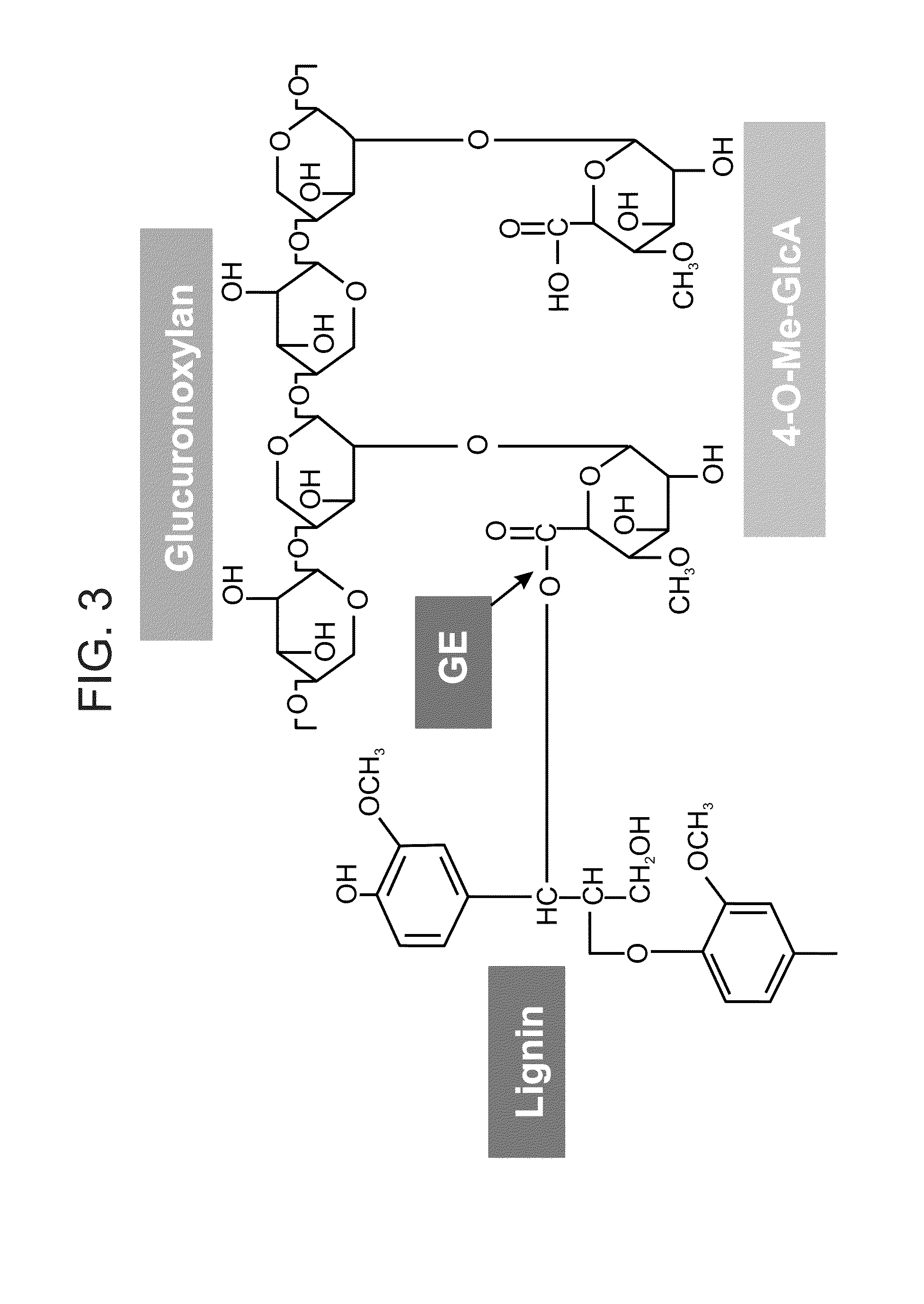 Transgenic plants with improved saccharification yields and methods of generating same
