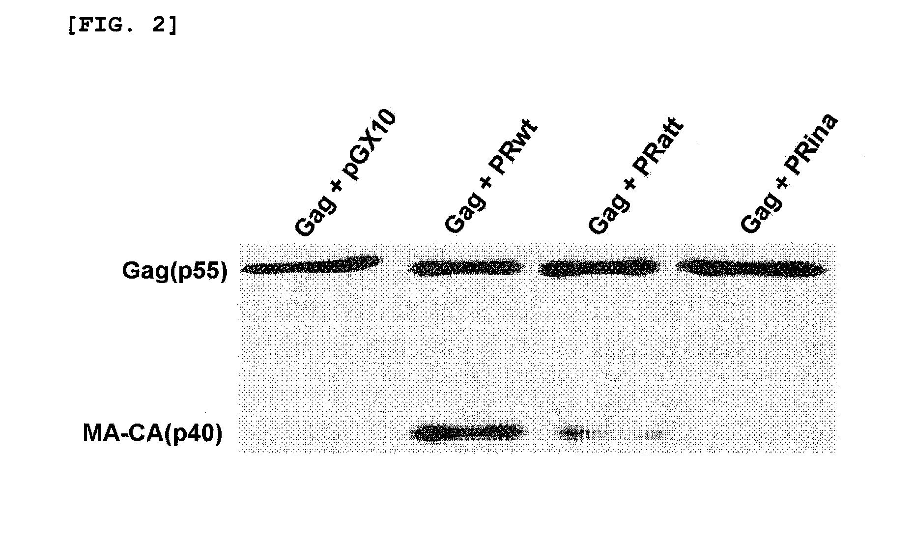Use of mutant hiv-1 protease or siv protease as an adjuvant