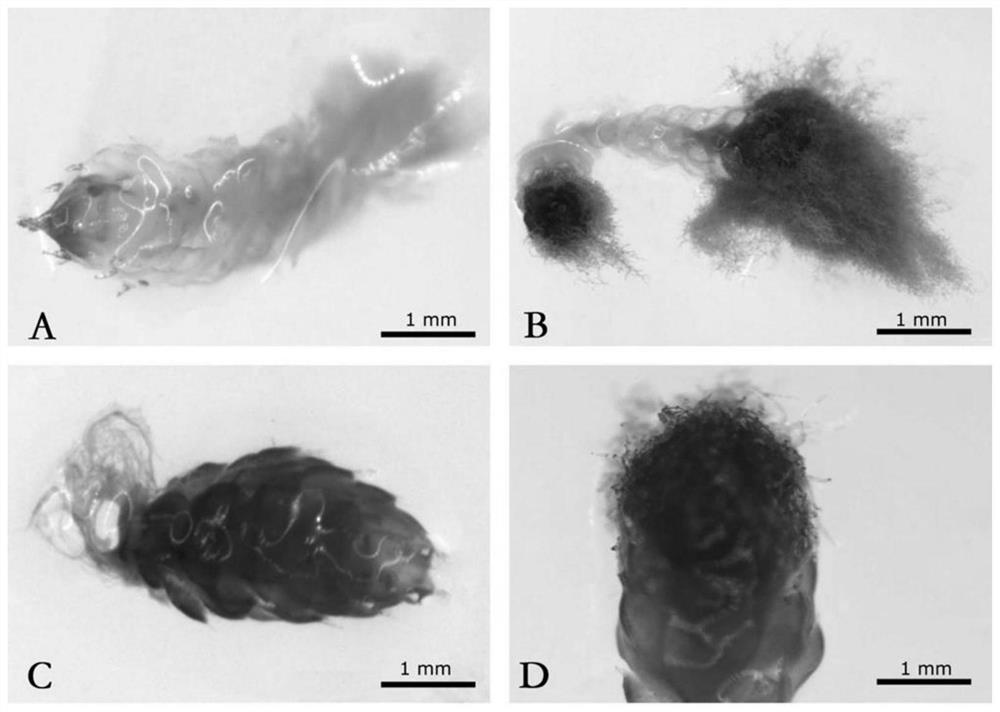 Culture medium for artificial propagation of jaffueliobryum wrightii and artificial propagation method