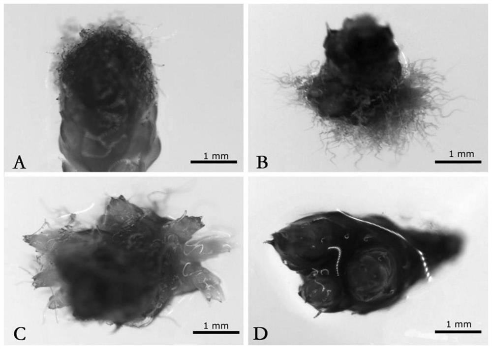 Culture medium for artificial propagation of jaffueliobryum wrightii and artificial propagation method