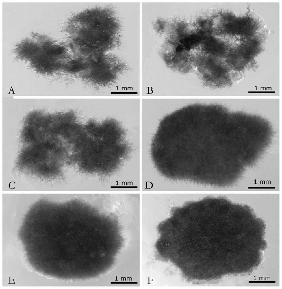 Culture medium for artificial propagation of jaffueliobryum wrightii and artificial propagation method