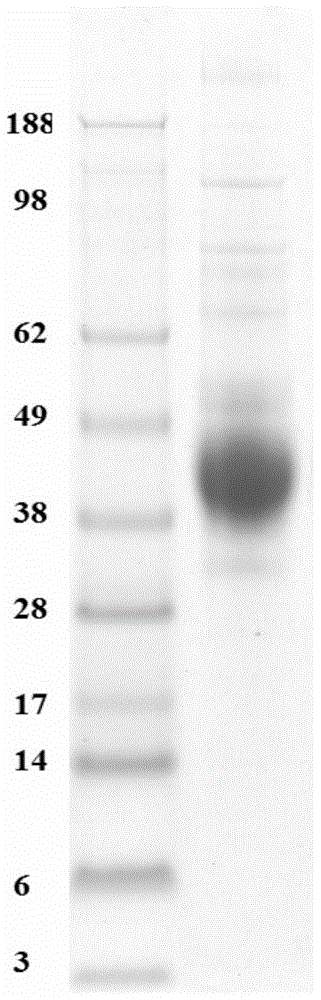 Anti-PD-1 (programmed cell death-1) humanized antibody