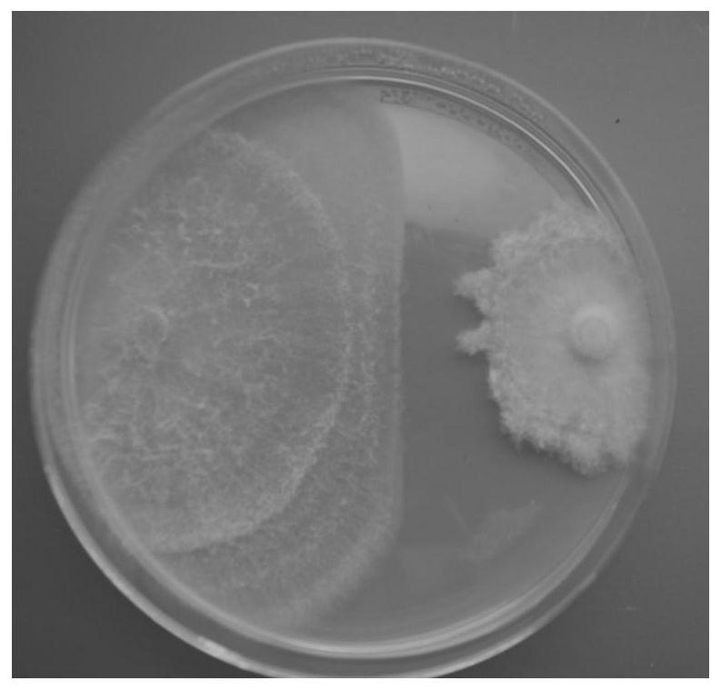 A strain of Chaetomium monocele, bacterial agent including Chaetomium monocele, preparation method and application thereof
