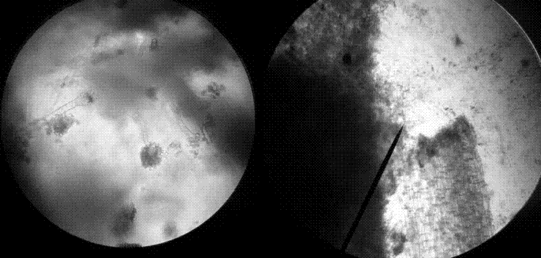 Fermented traditional Chinese medicine microbial preparation for grass broodstock and preparation method thereof