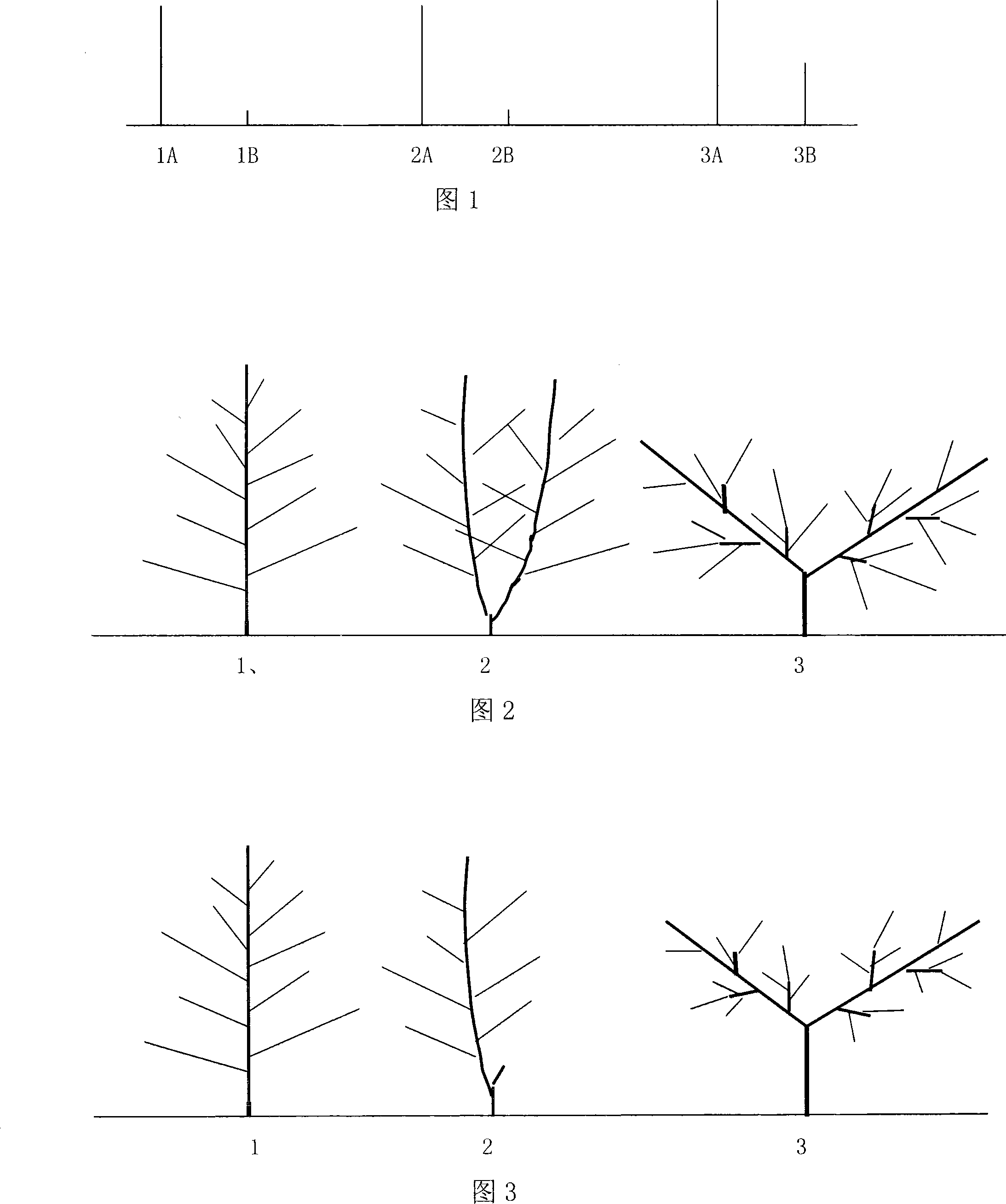 A peach shape for high-density planting and tree body controlling means