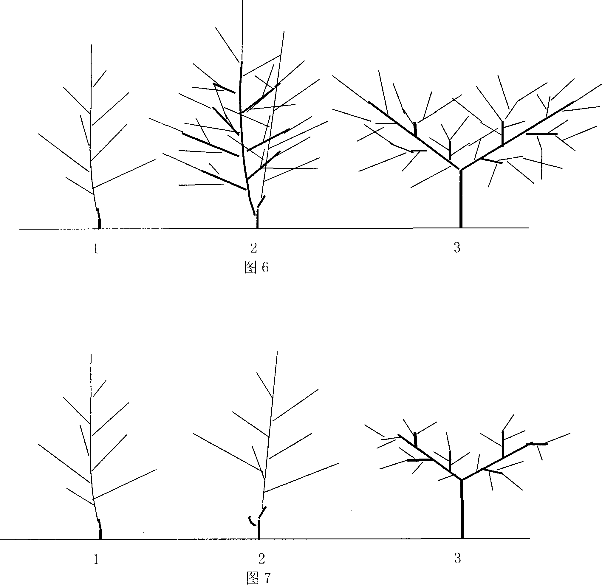 A peach shape for high-density planting and tree body controlling means