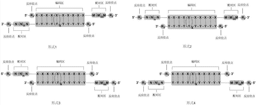Computer coding method for double-stranded nucleotides of DNA coding compound library