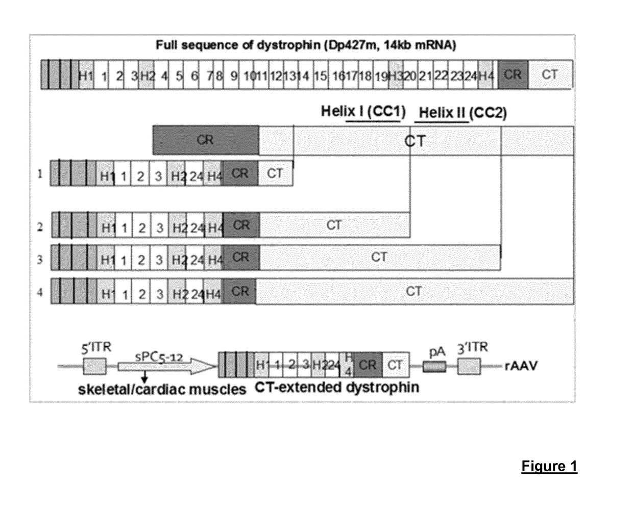 Production of large-sized microdystrophins in an aav-based vector configuration