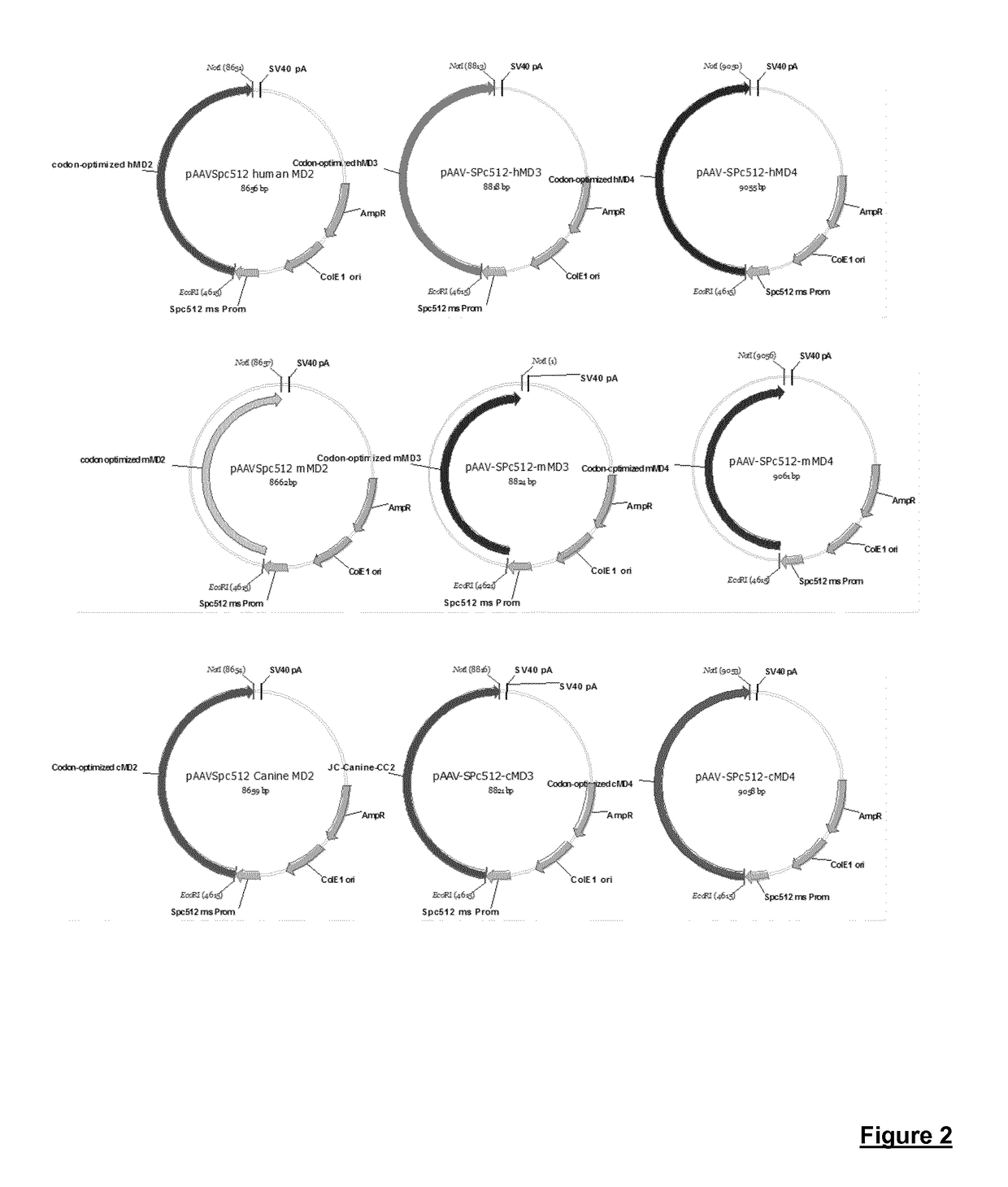 Production of large-sized microdystrophins in an aav-based vector configuration