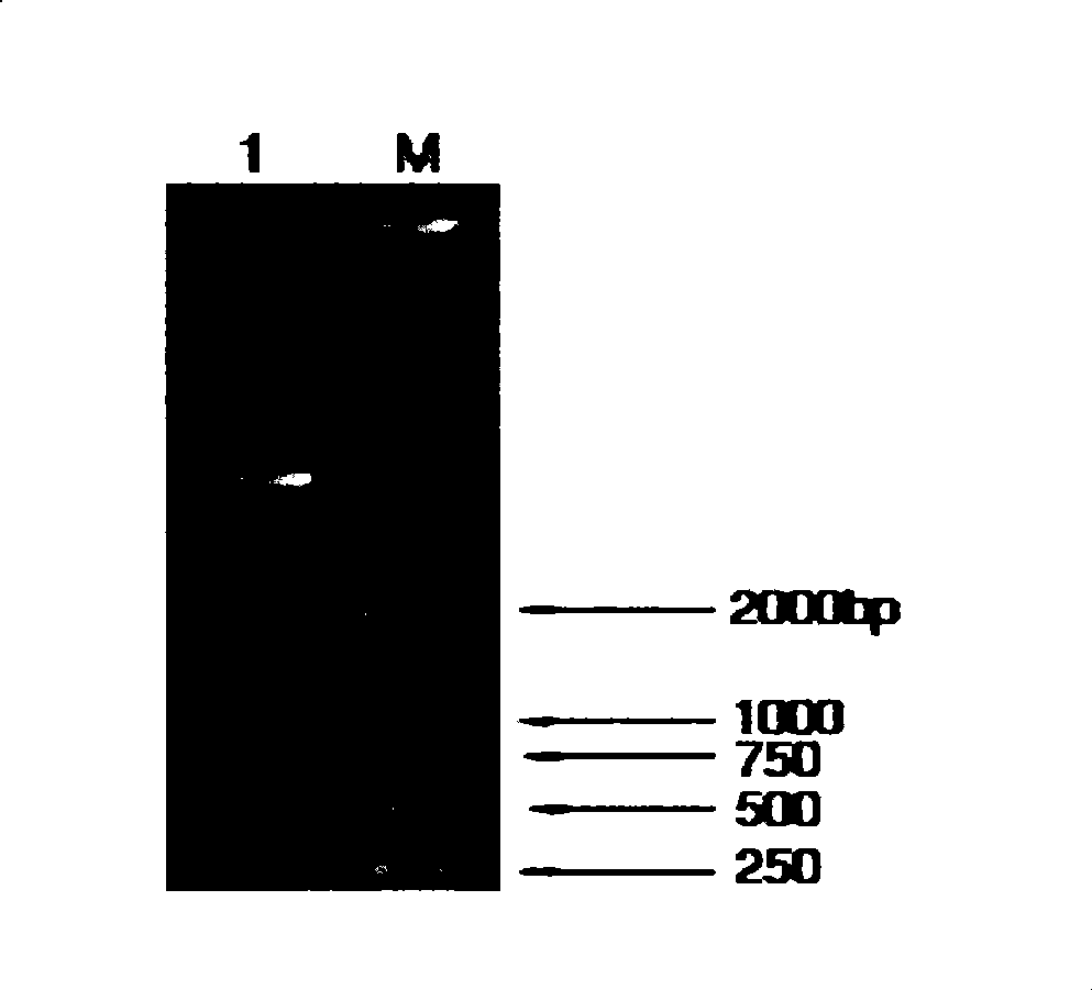 Expression of vibrio alginolyticus outer membrane protein VA0760 and application thereof as vaccine component