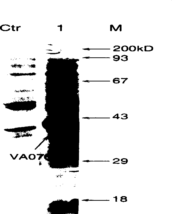 Expression of vibrio alginolyticus outer membrane protein VA0760 and application thereof as vaccine component