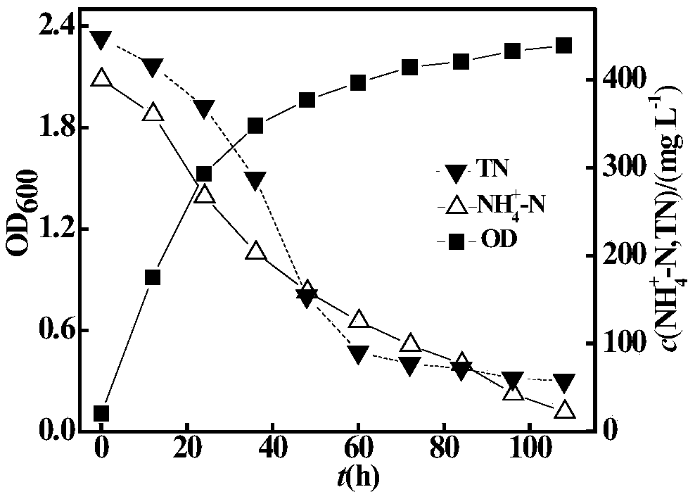 High ammonia-nitrogen heterotrophic nitrification-aerobic denitrification resisting ochrobactrum and application thereof