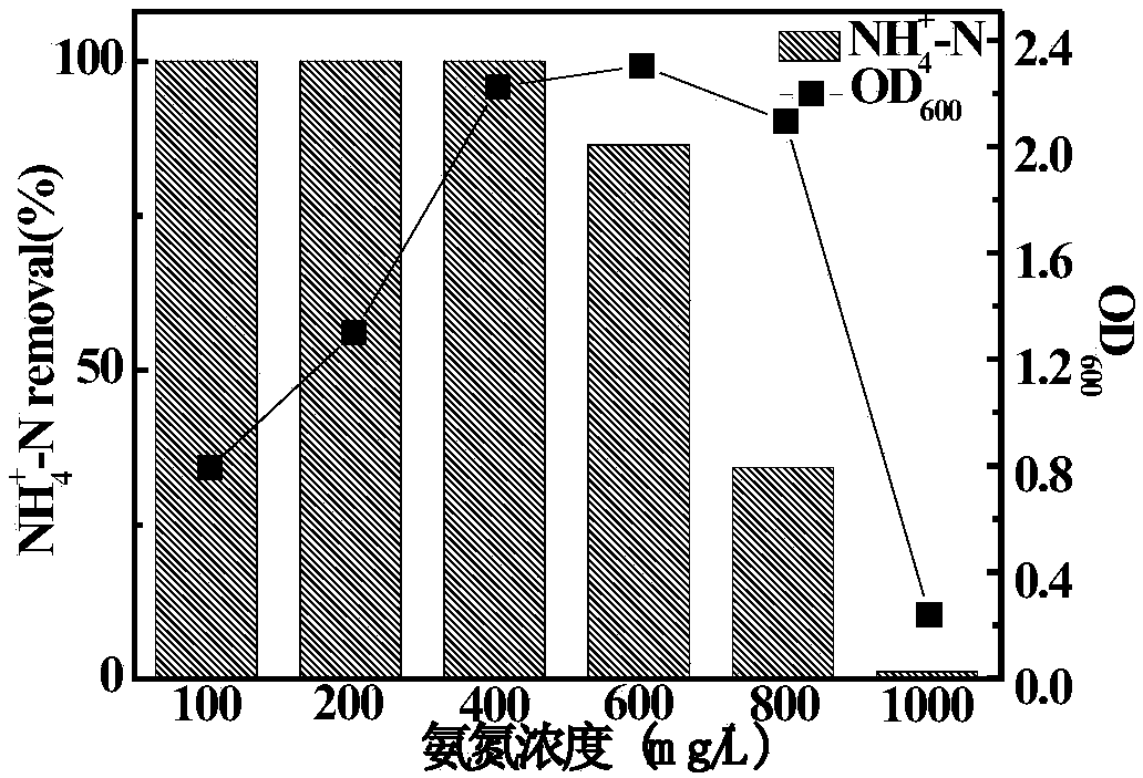 High ammonia-nitrogen heterotrophic nitrification-aerobic denitrification resisting ochrobactrum and application thereof