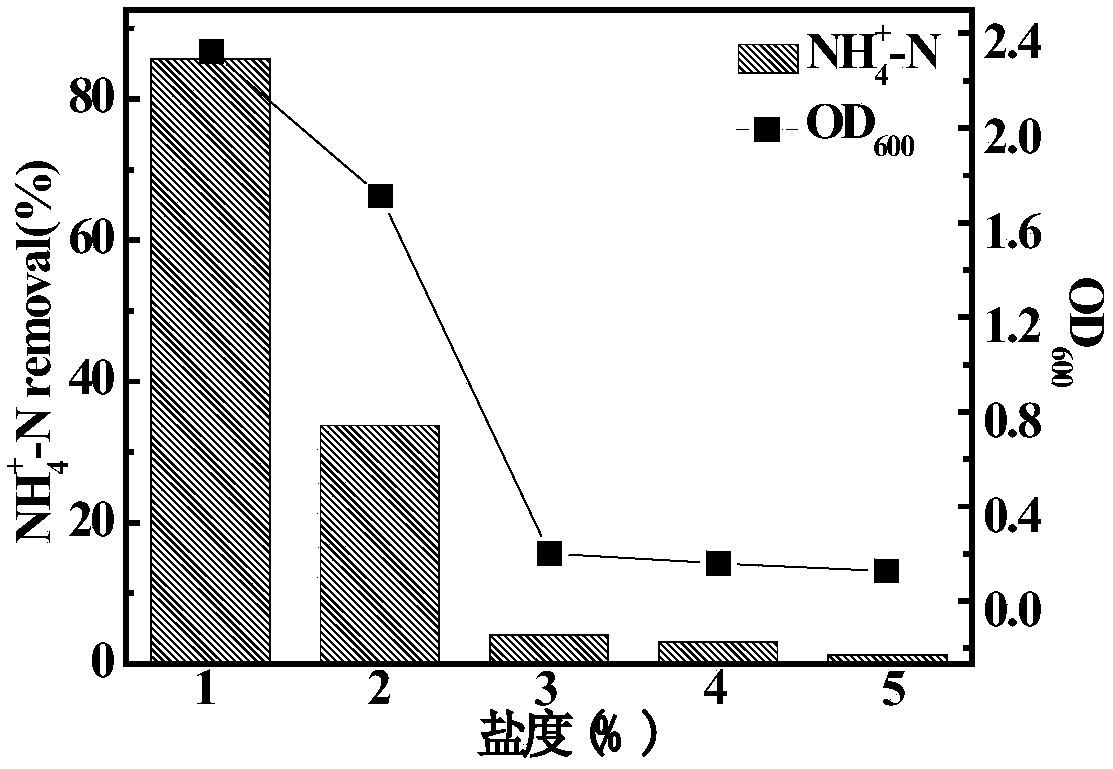 High ammonia-nitrogen heterotrophic nitrification-aerobic denitrification resisting ochrobactrum and application thereof