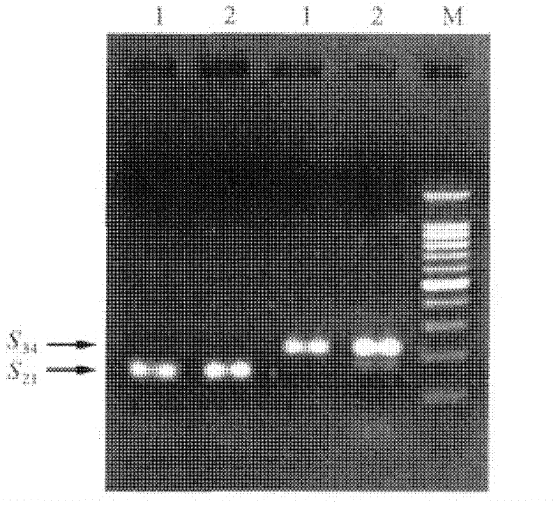 Method for promoting complete affinity of intervarietal pear pollination