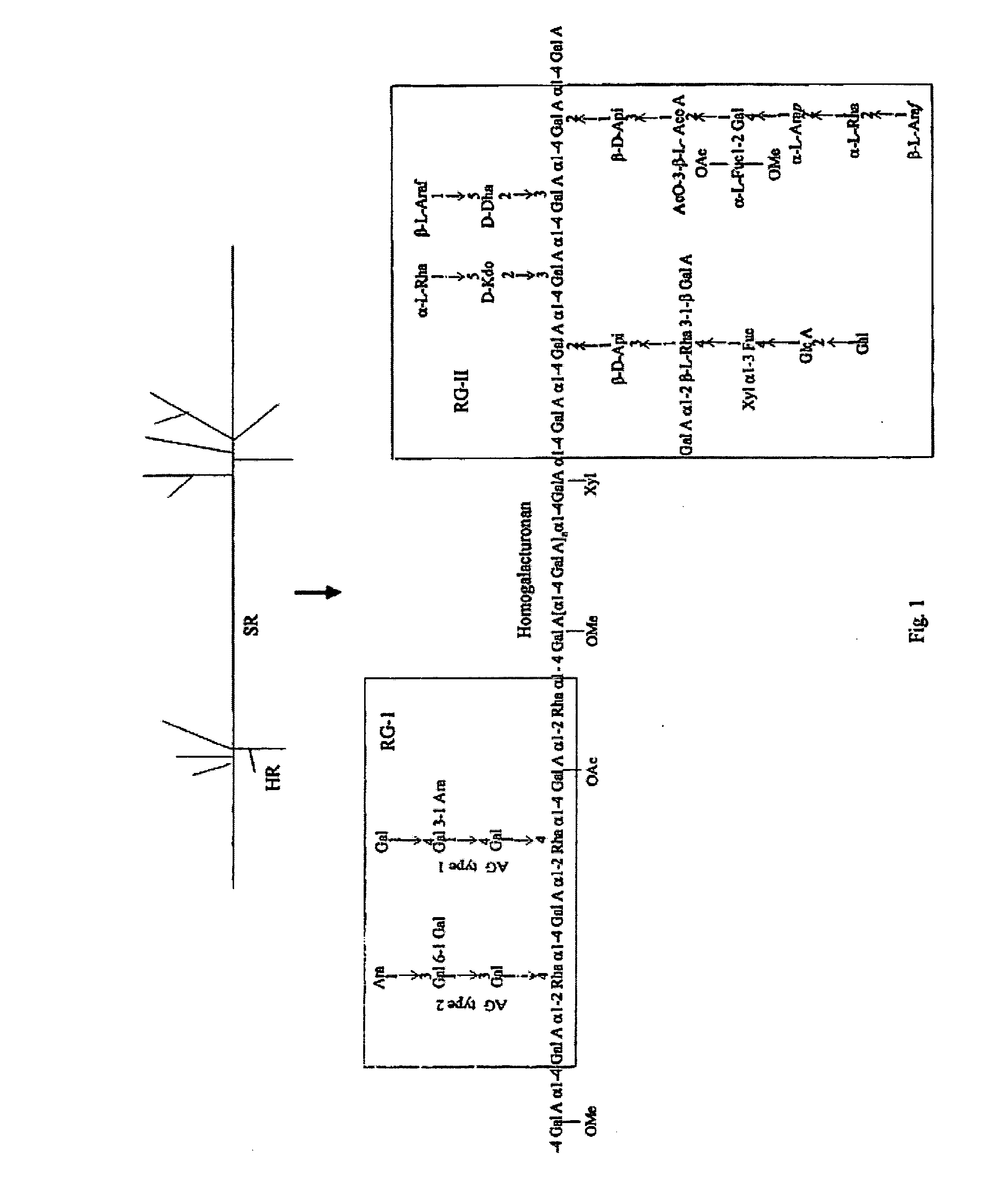 Pharmaceutical compositions comprising Aloe pectins, and methods for their production and use