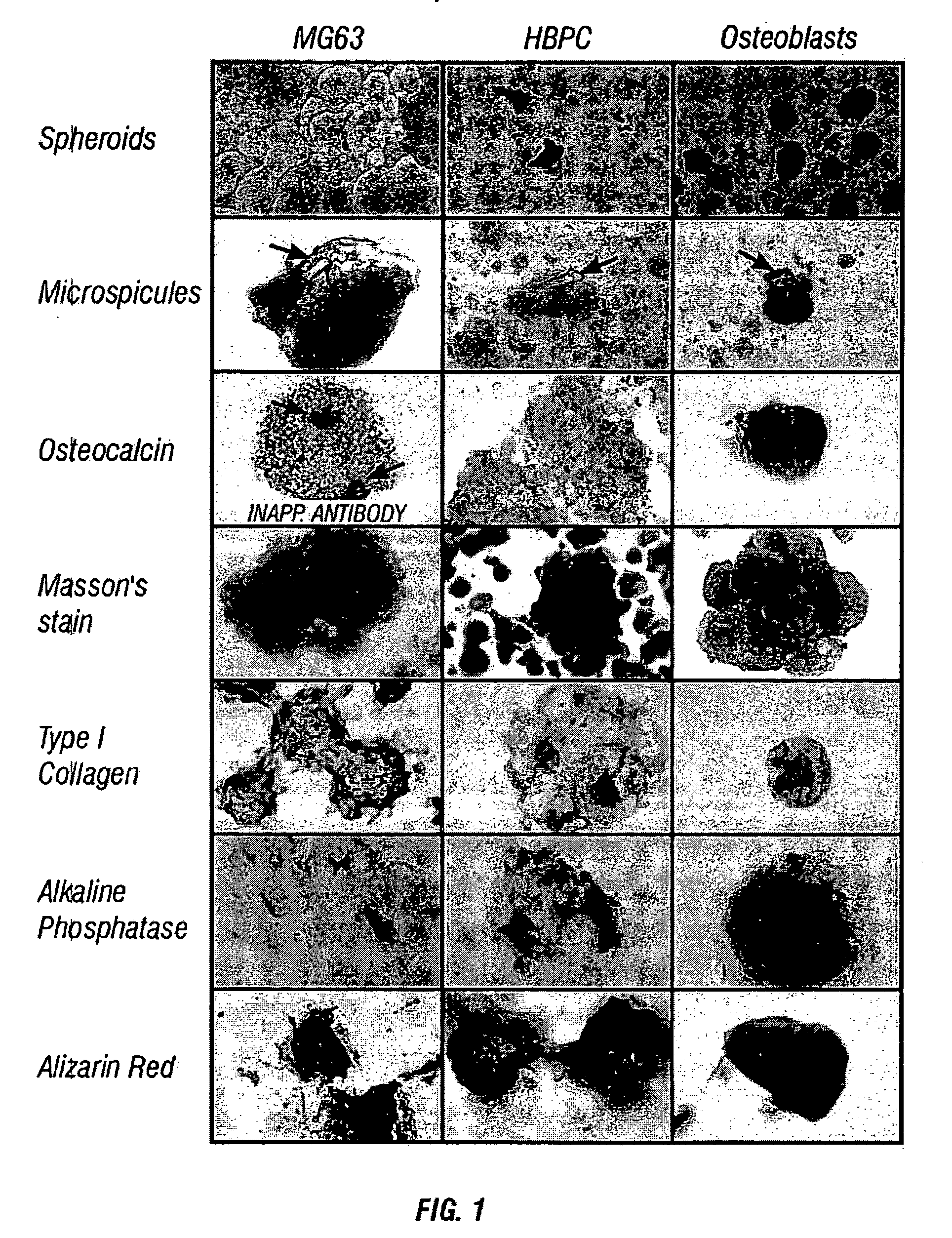 Process for ex vivo formation of mammalian bone and uses thereof