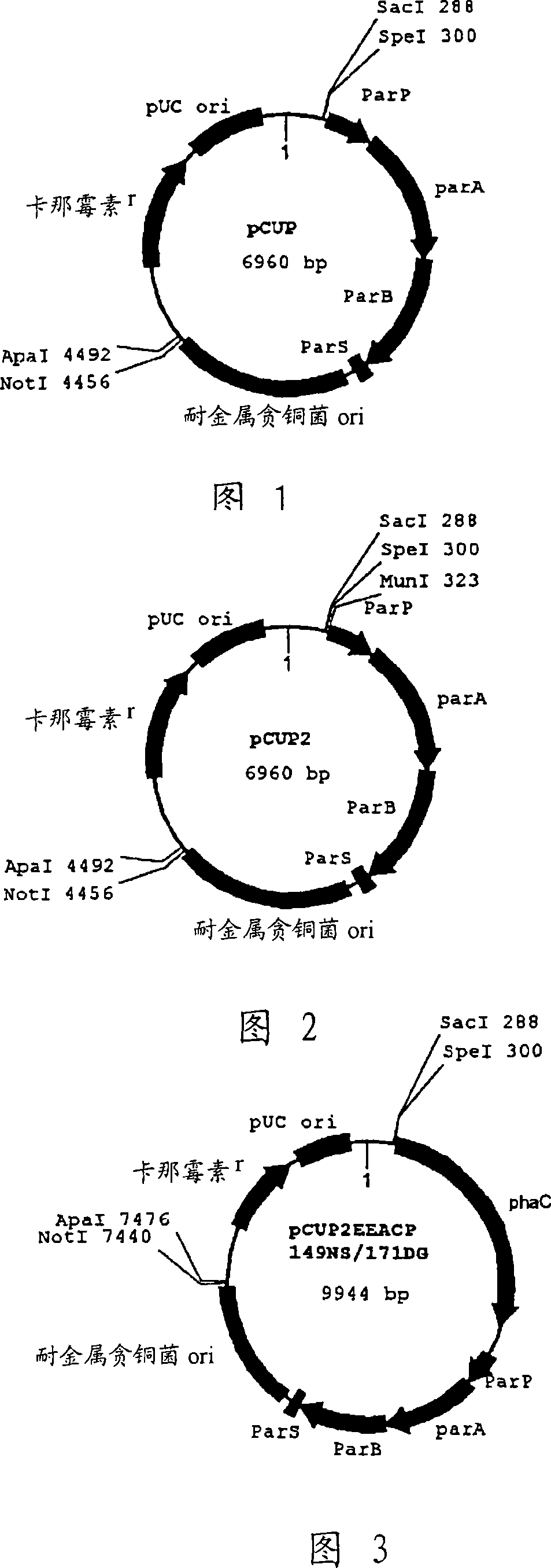 Novel plasmid vector and transformant capable of carrying plasmid stably