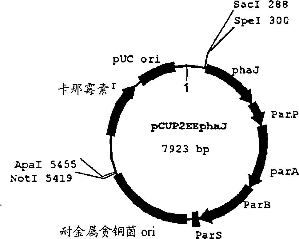 Novel plasmid vector and transformant capable of carrying plasmid stably