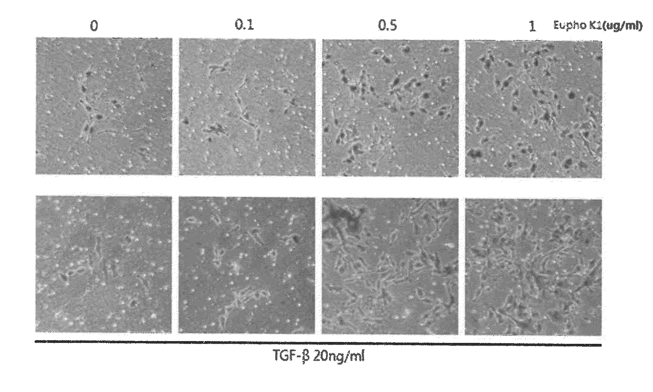 Pharmaceutical composition for treating wounds or revitalizing skin comprising euphorbia kansui extracts, fractions thereof or diterpene compounds separated from the fractions as active ingredient