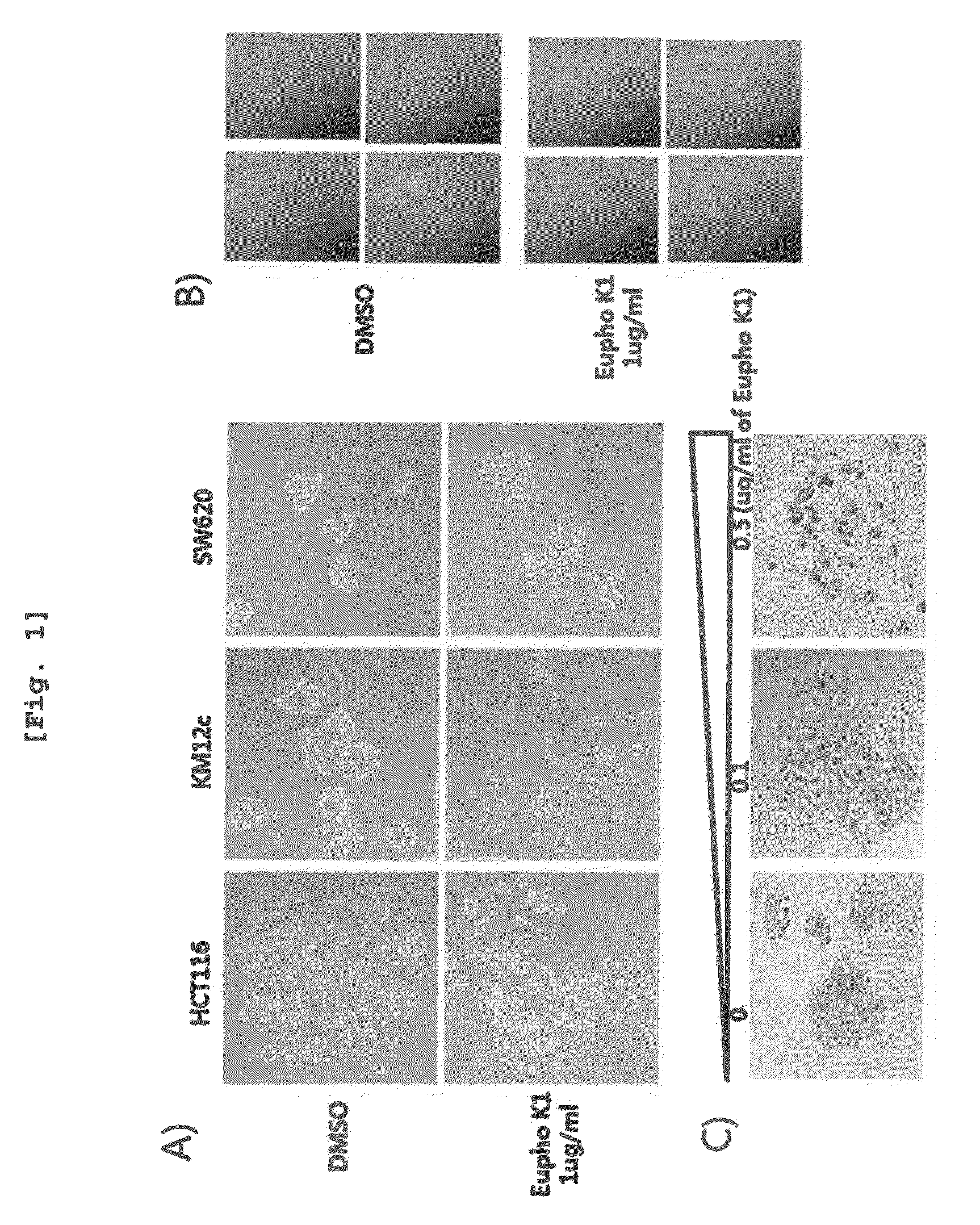Pharmaceutical composition for treating wounds or revitalizing skin comprising euphorbia kansui extracts, fractions thereof or diterpene compounds separated from the fractions as active ingredient